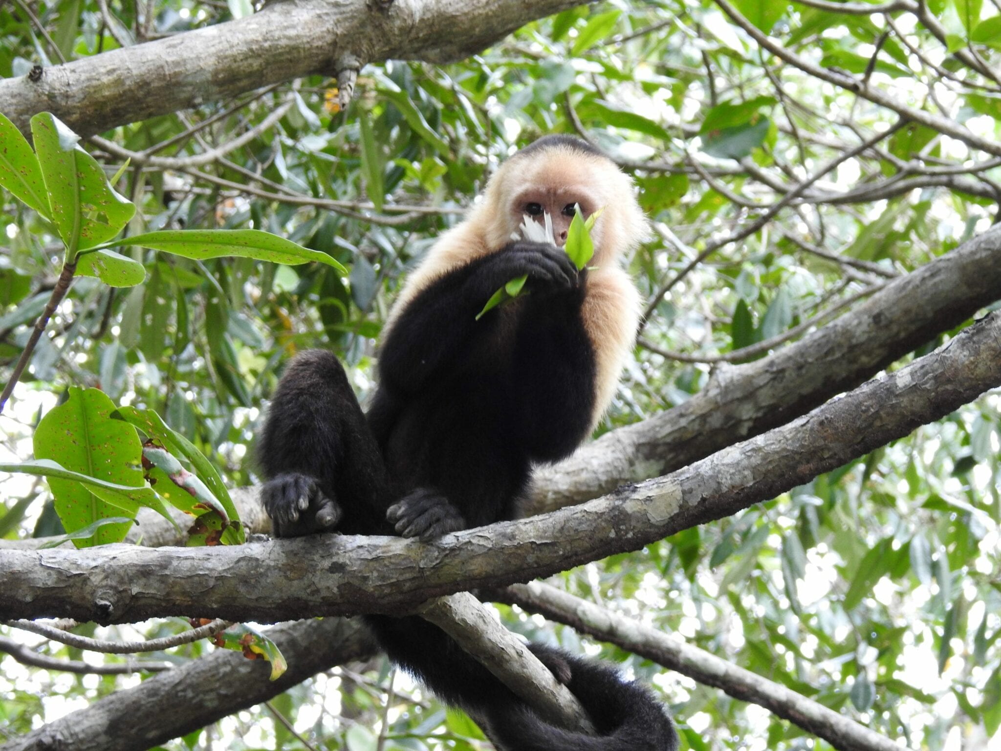 monkey white face in Costa Rica