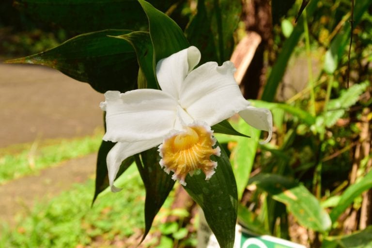 White Orchid Costa Rica