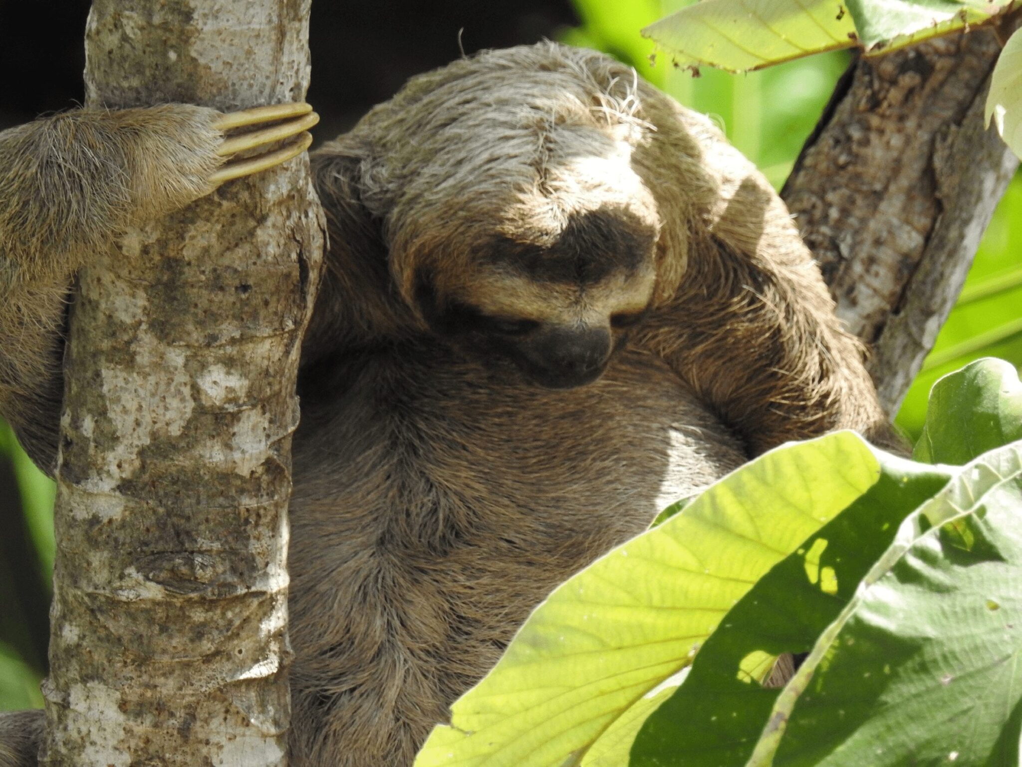 Three-fingered sloths