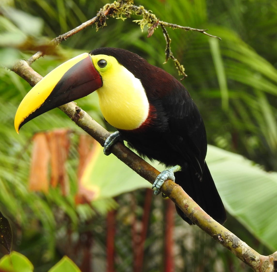 Toucan species on costa rica