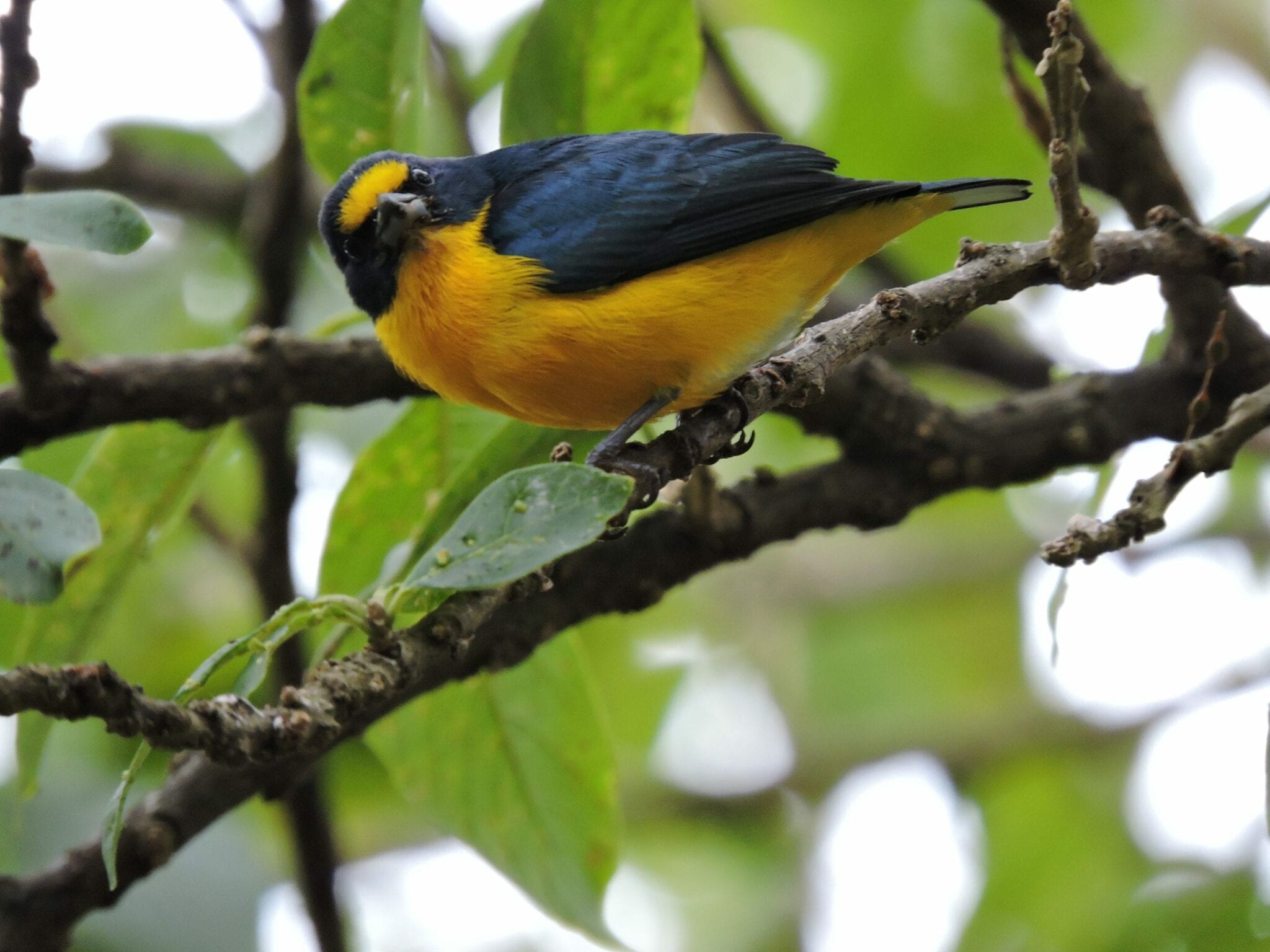 Bird Euphonia trinitatis