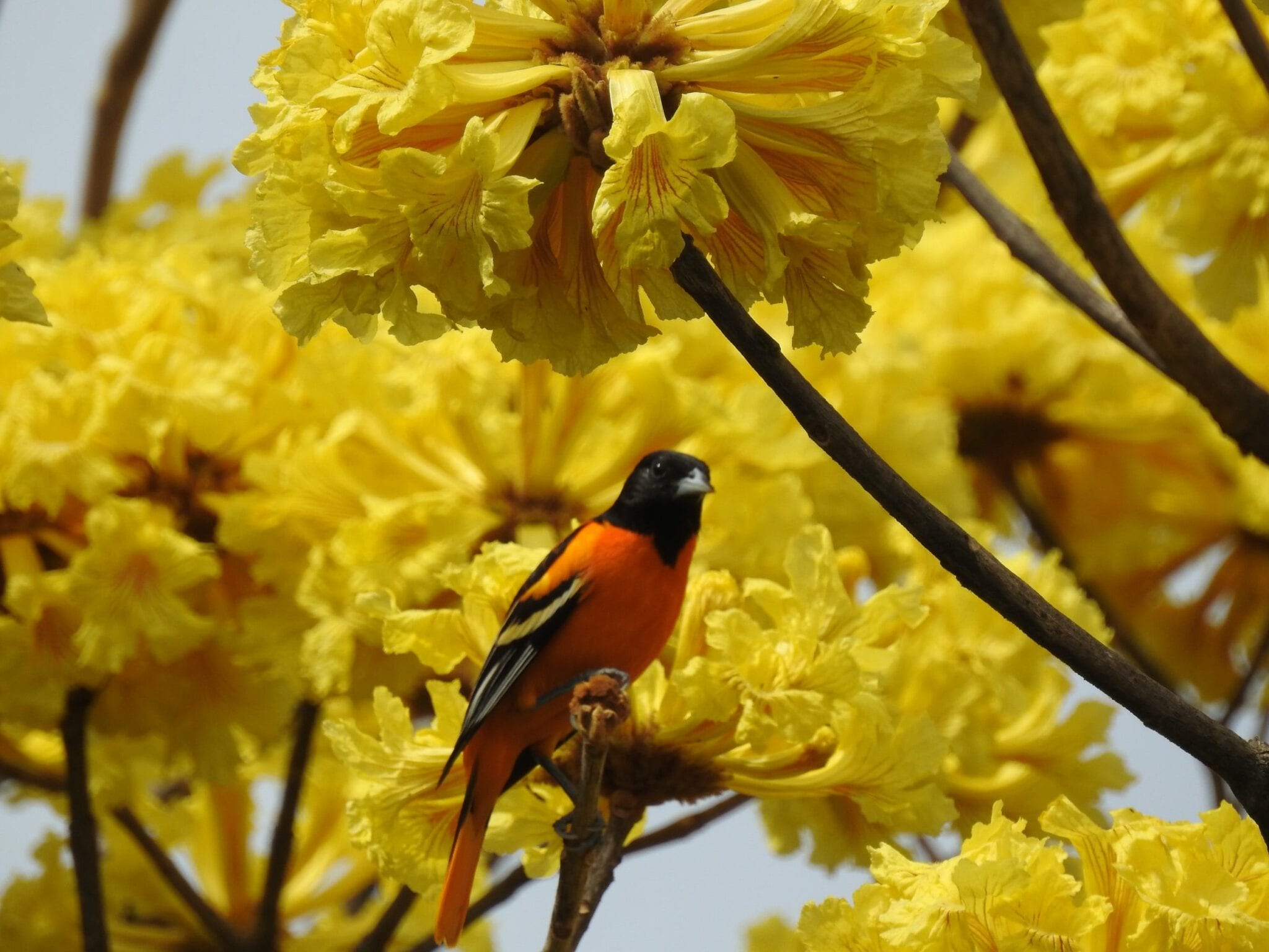 Baltimore oriole in Costa Rica