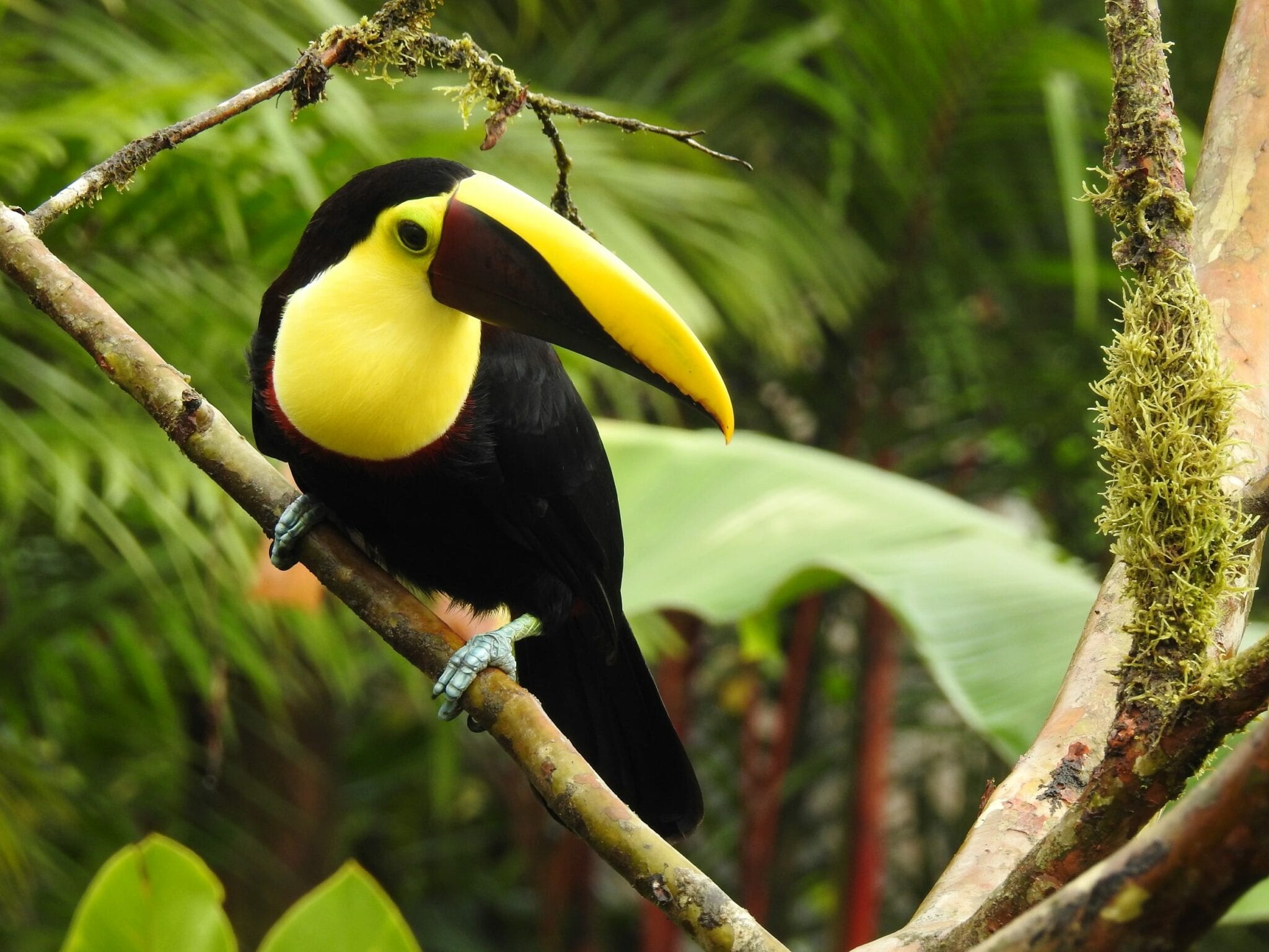 Toucan Ramphastos, Costa Rica