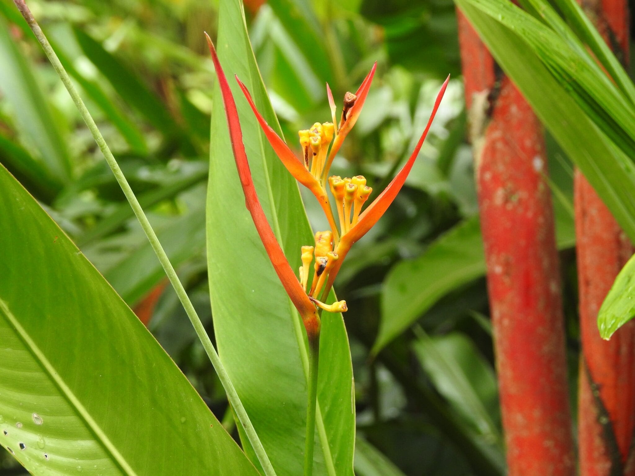 flora and fauna in costa rica