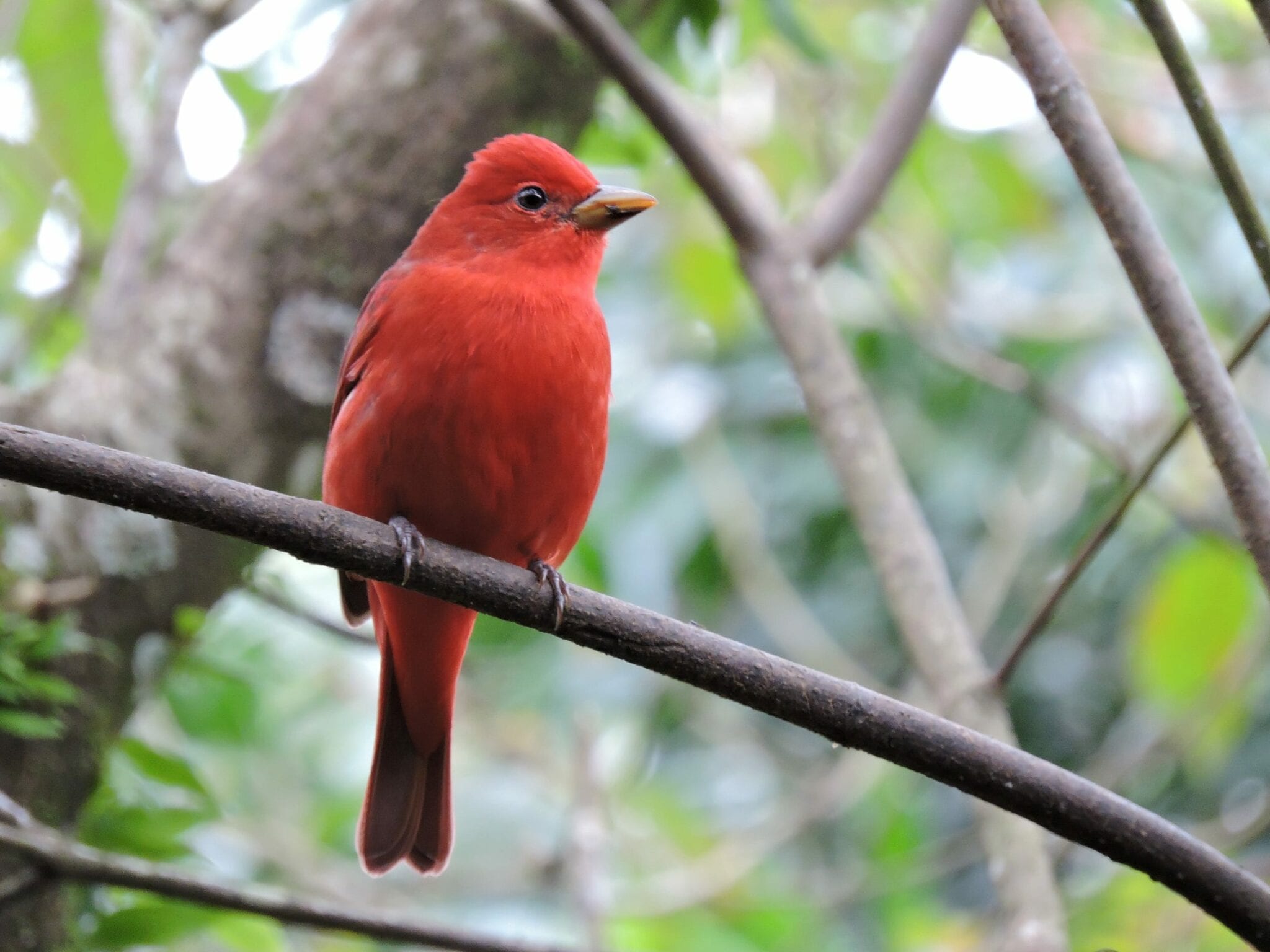 Piranga Bird