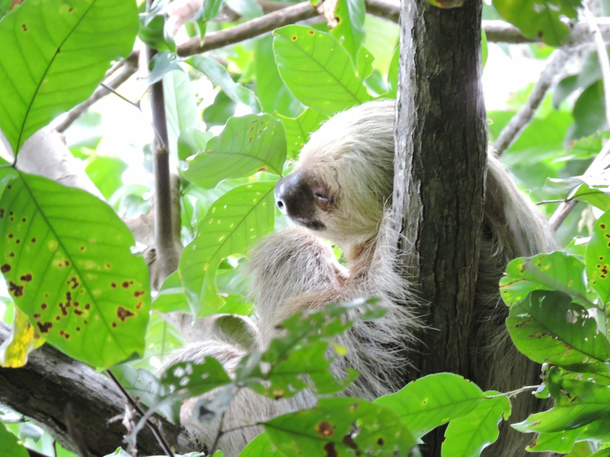 Different species of sloth in costa rica
