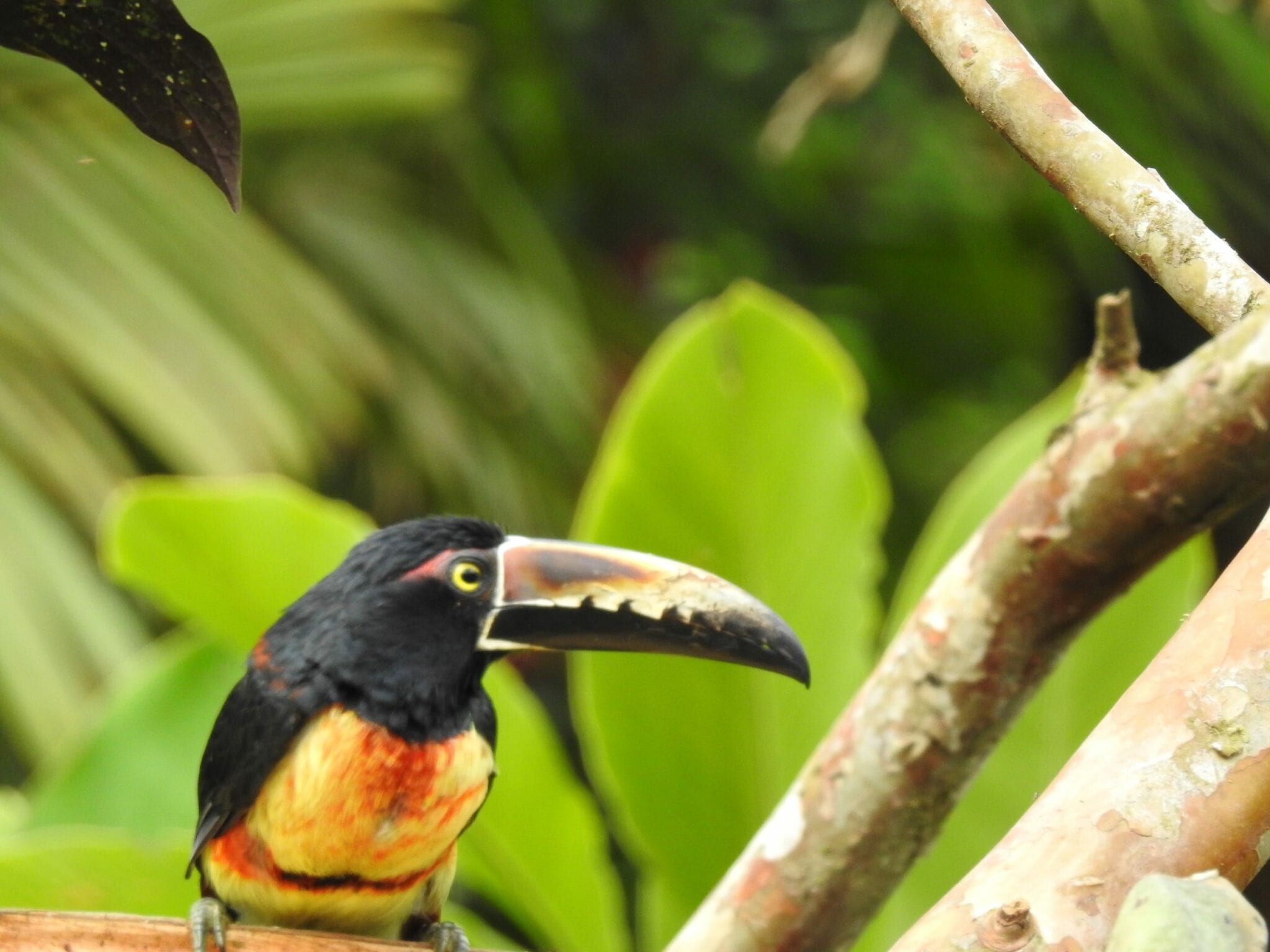 The collared toucanet