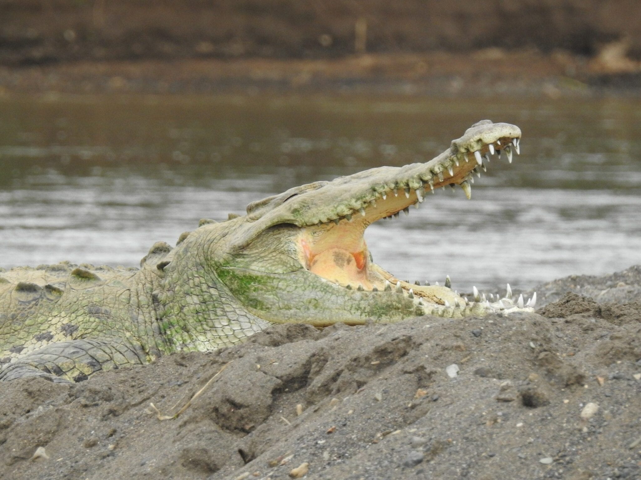 Crocodile at the Tarcoles River, Costa Rica