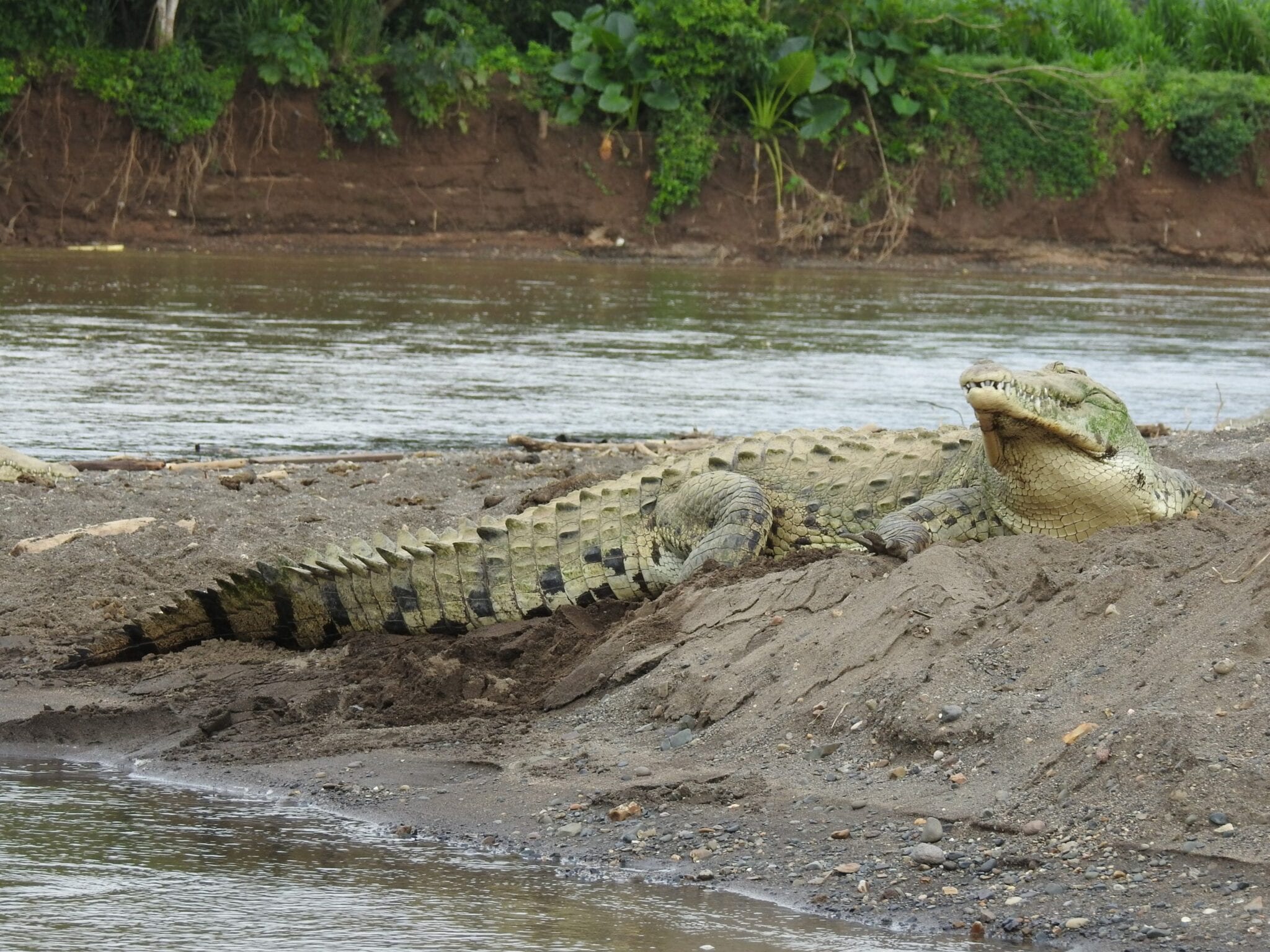 Safari Crocodrile Adventure
