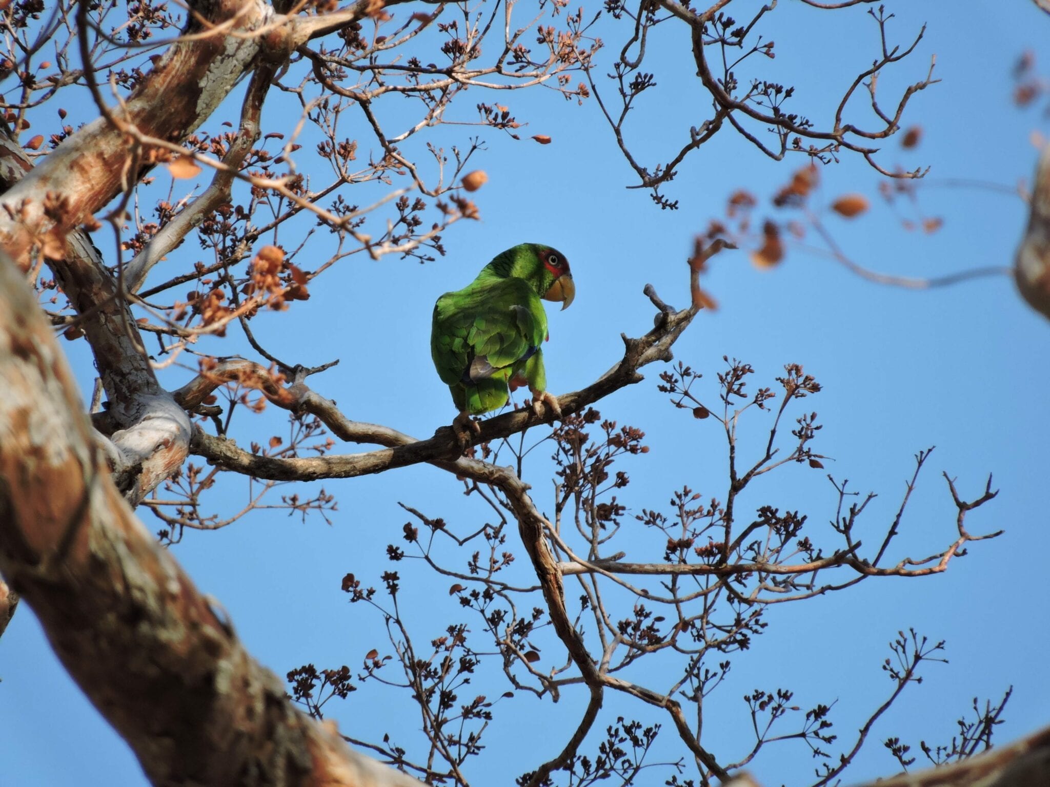 Parakeet, Costa Rica