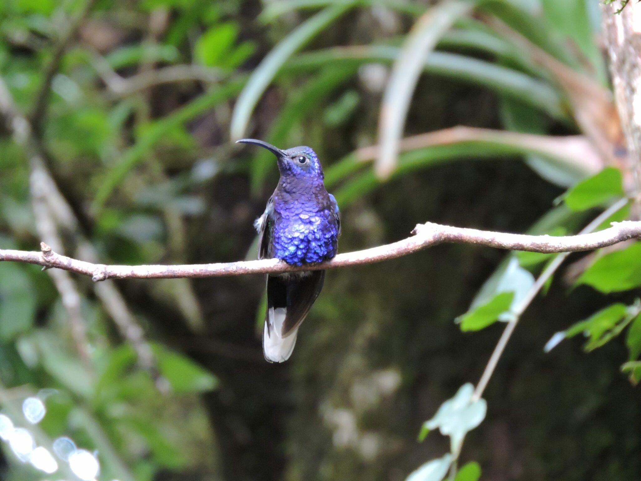 hummingbird in costa ricain Costa Rica
