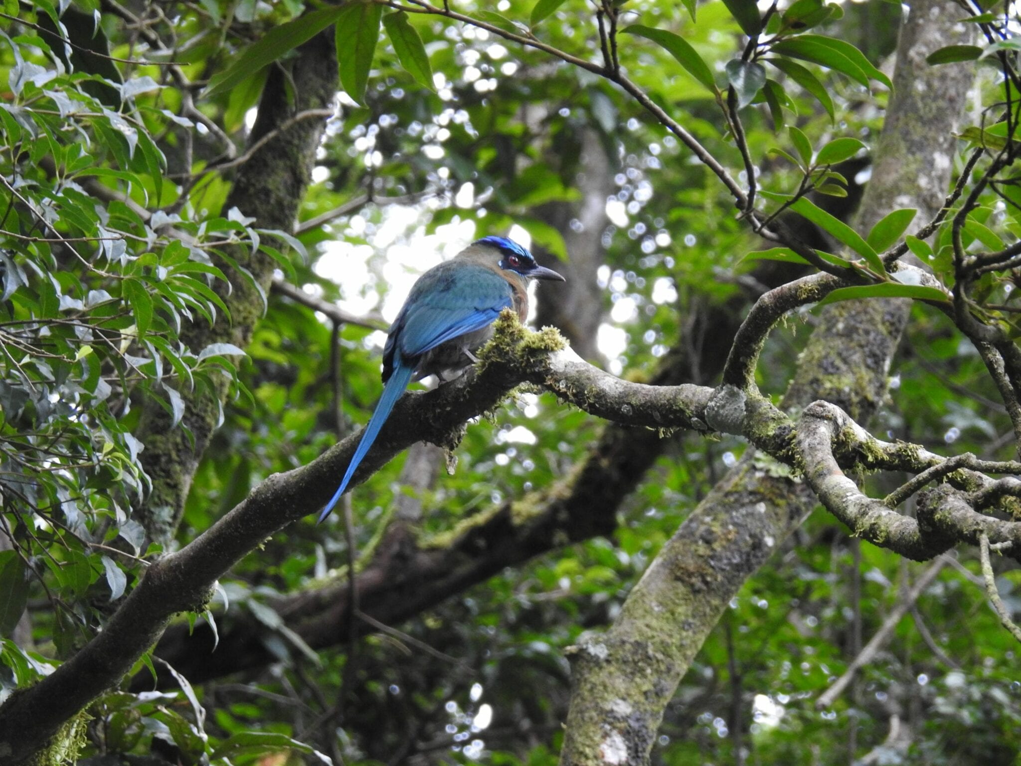 The motmot, Costa Rica