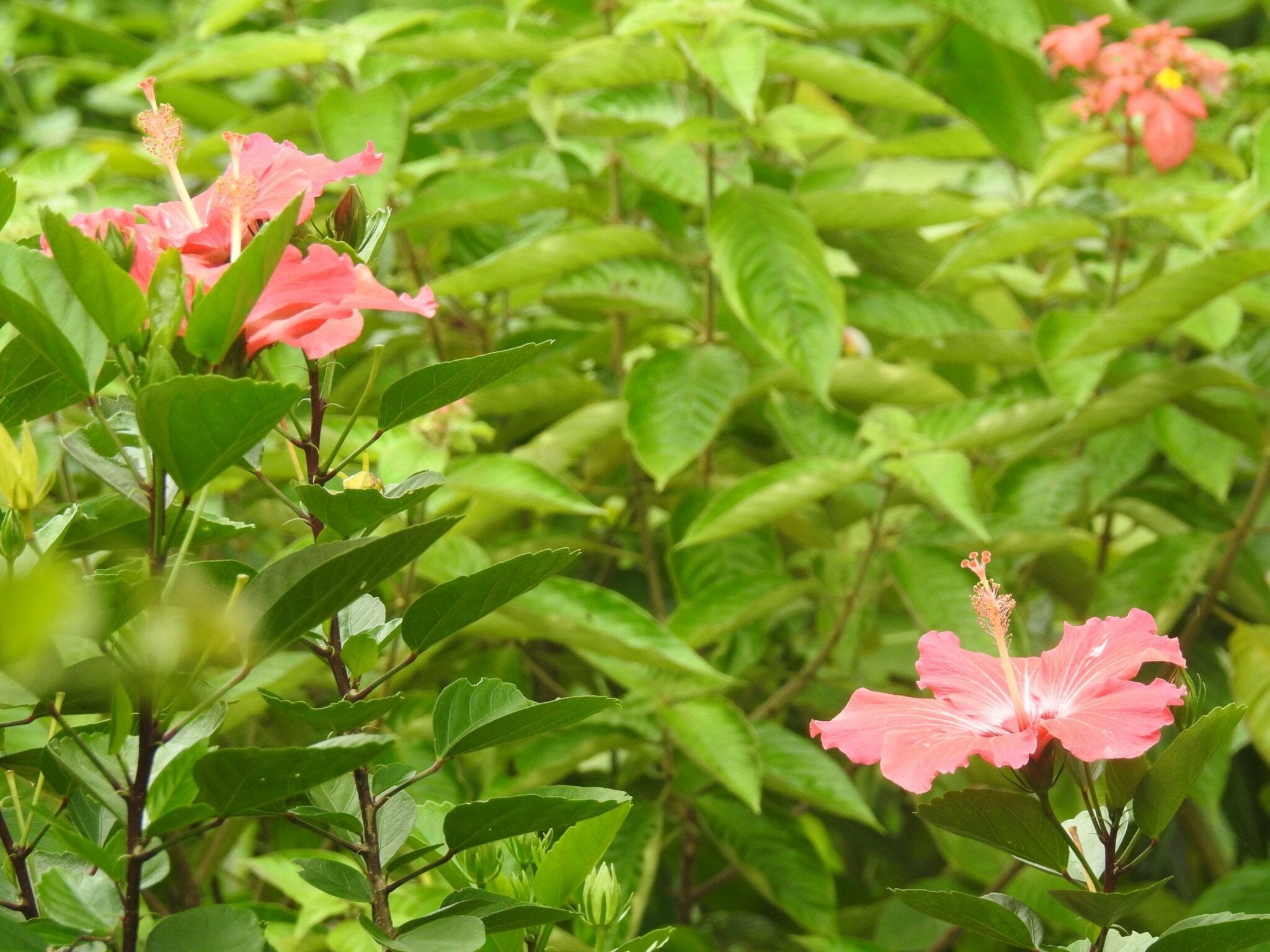 Tropical Flowers