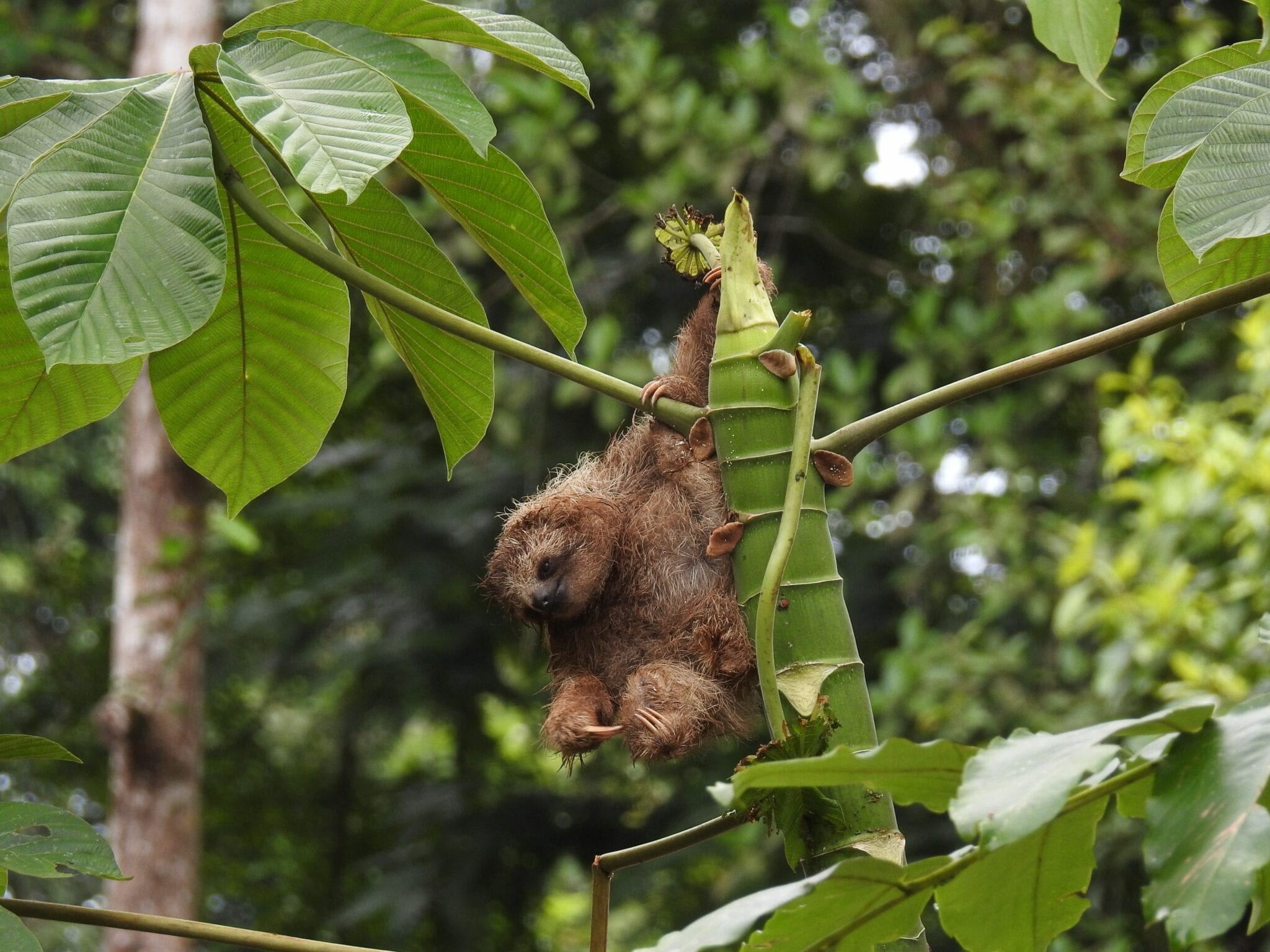 Three Toed Sloth, Costa Rica
