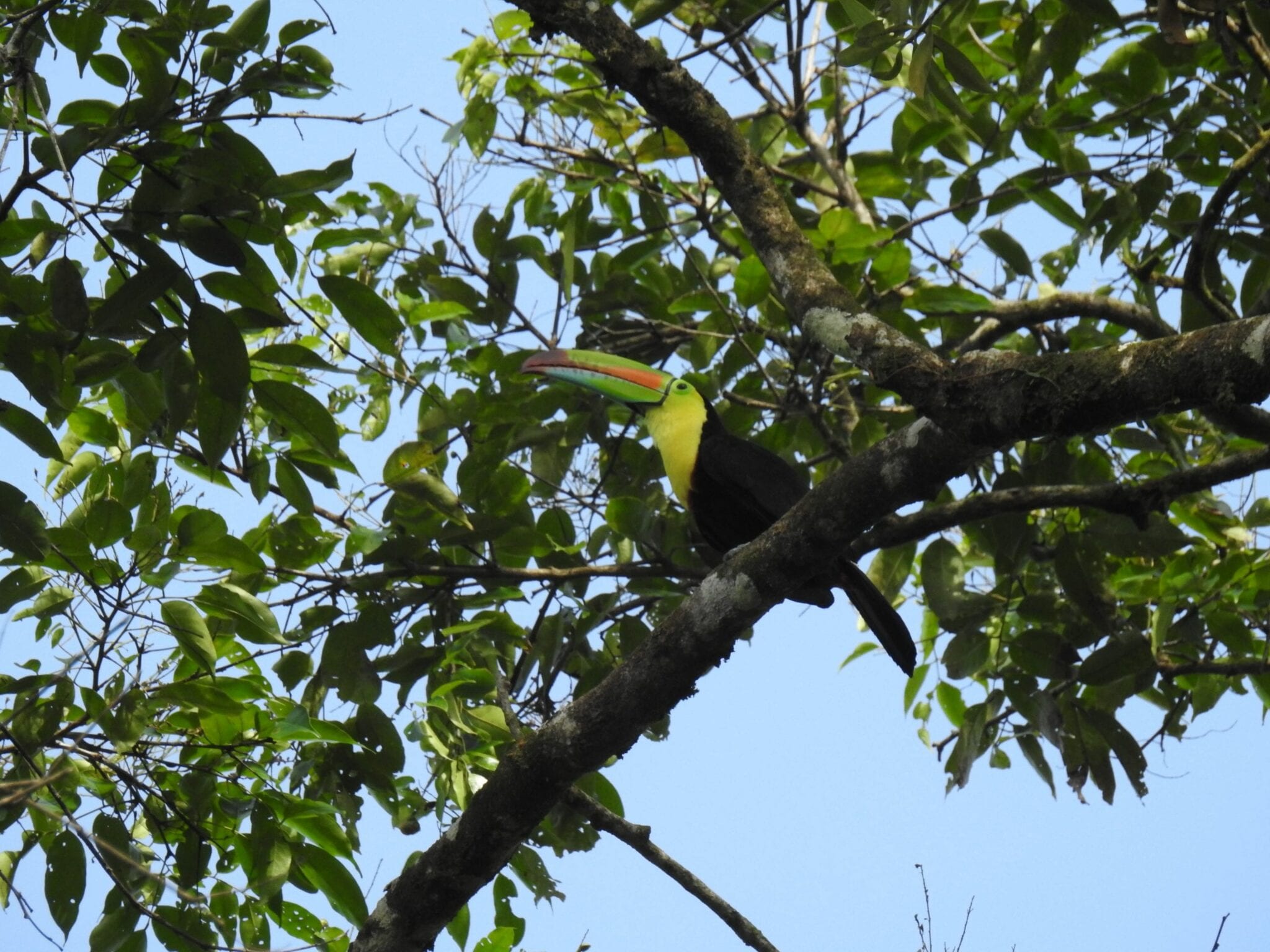 Keel Billed Toucan