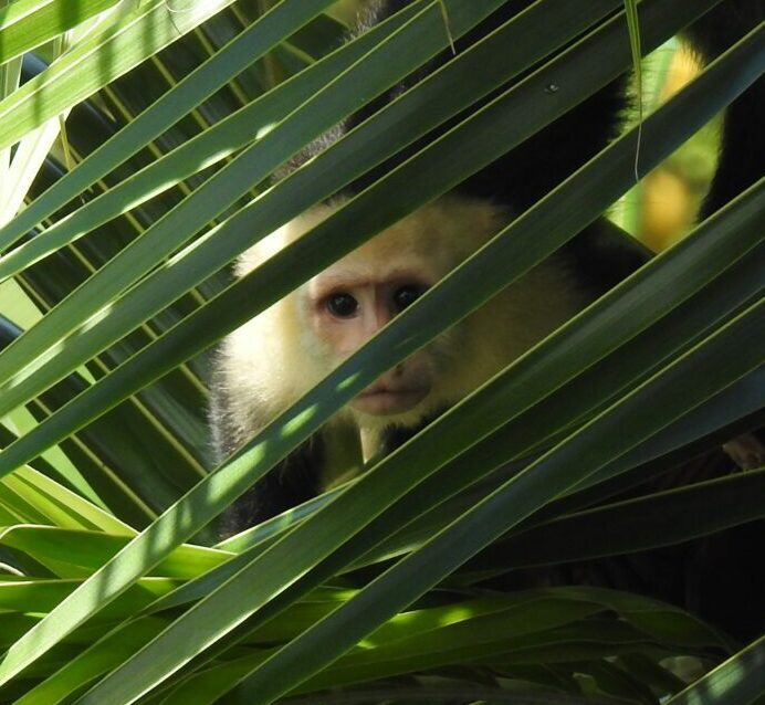 monkey white face, costa rica